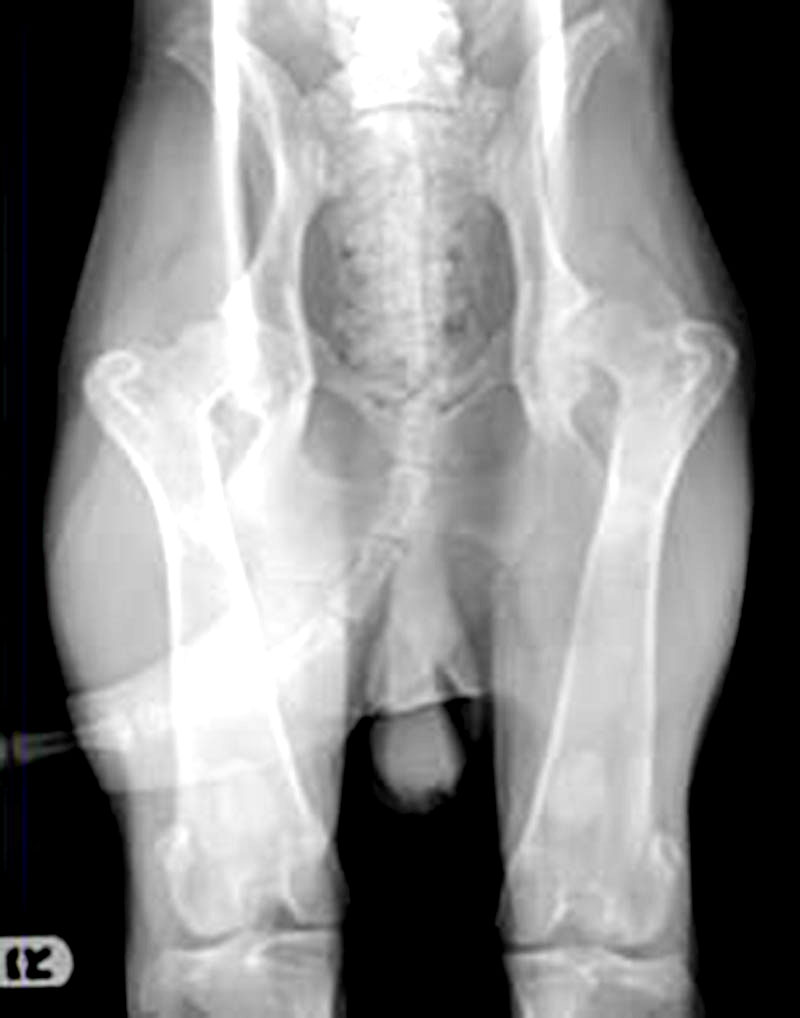 Control of Dreaded Disorders in Dogs pt-1- Radiograph of Young Male Dog