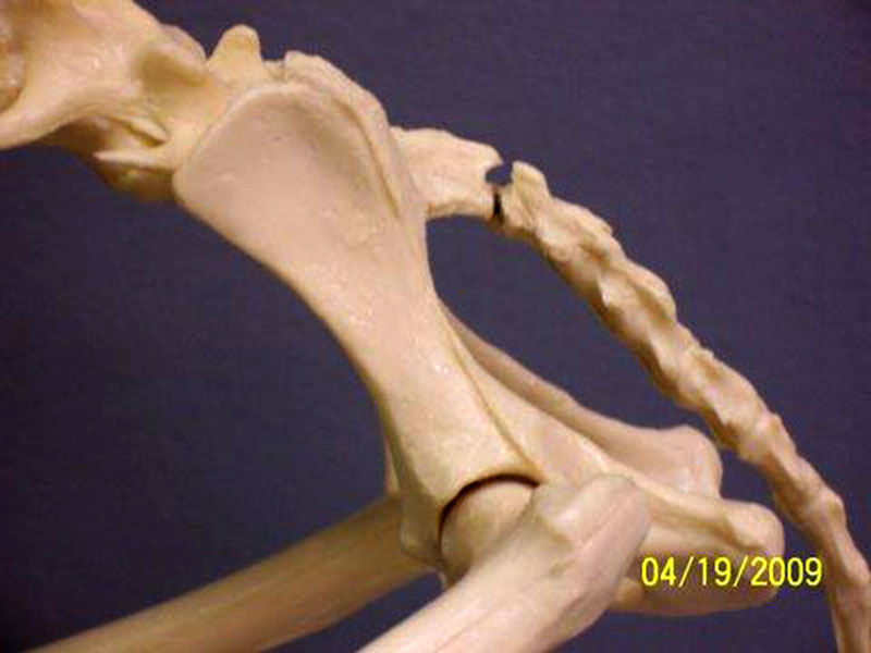 Control of Dreaded Disorders pt 1 - Skeletal View of Hip Socket