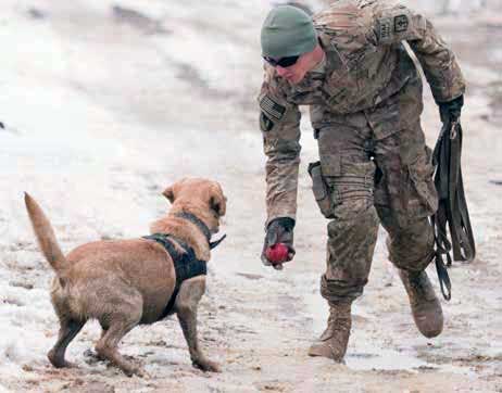 Photo of a soldier playing with a dog