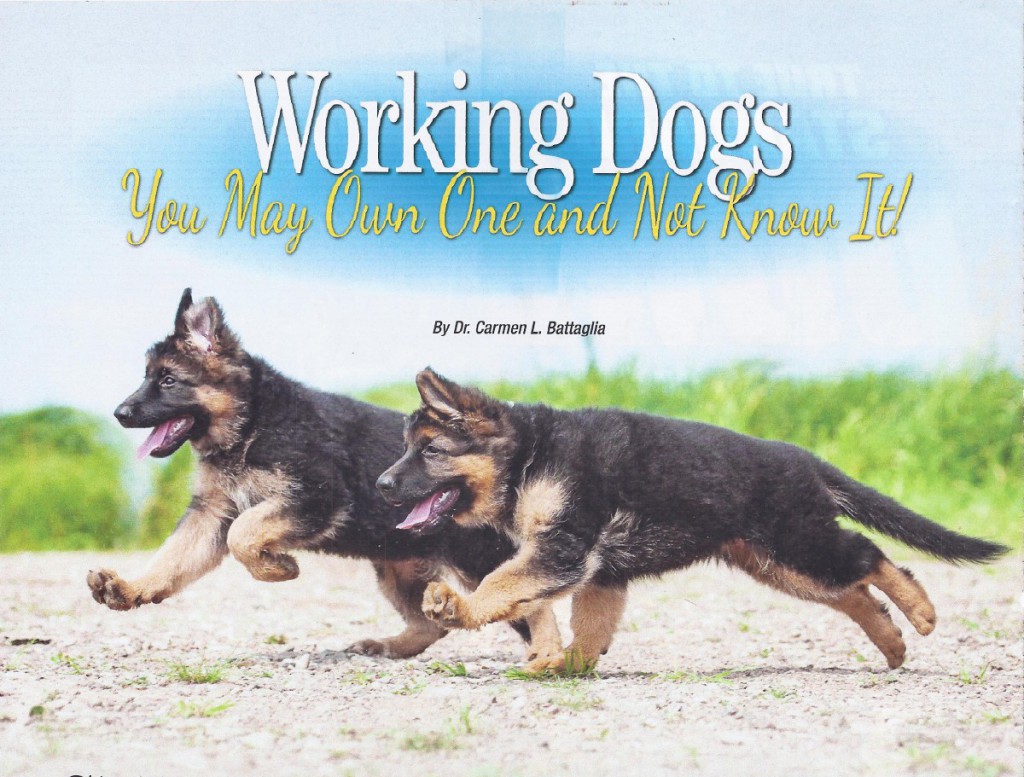 working dogs