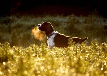 Photo of an Springer Beuchat