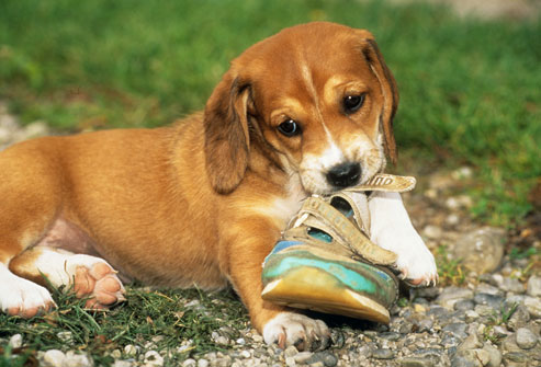 dog chewing on shoe
