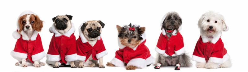Dogs with Christmas Atire