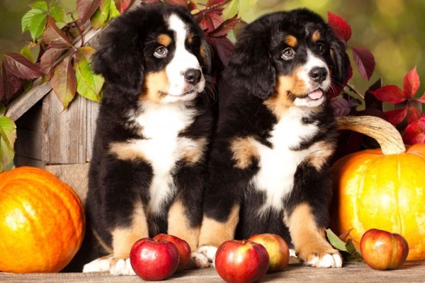 puppys sitting between two pumpkins and other fall decorations