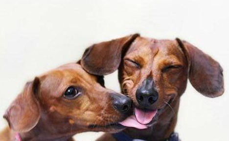 A dog licking another dog in the face