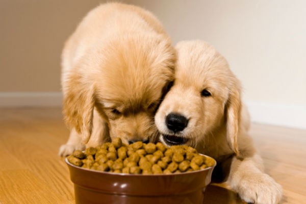 image of puppies