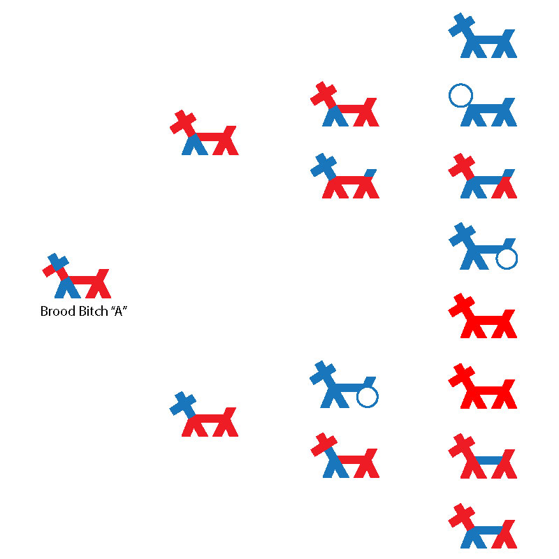 Brackets Formula - Stickdog Pedigree