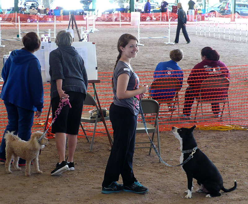 2014 Agility, Jr- Rose Rubing, member Tampa Bay Obedience