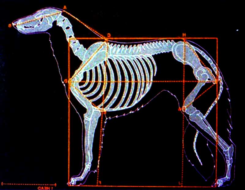 Figure 4. A nearly square body