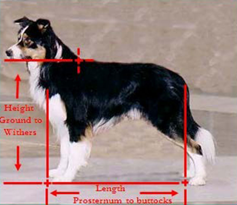 Figure 5. Border Collie