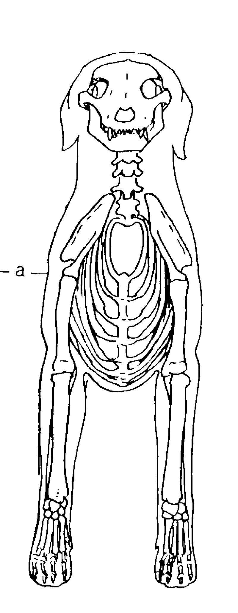 Figure 9. Shoulders Lay-In