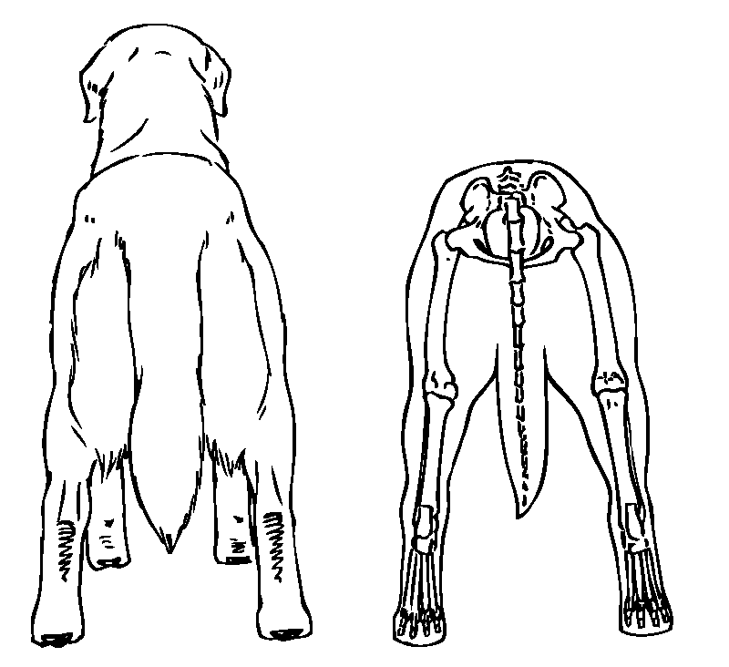 Figure 7. Hocks, Straight and Parallel