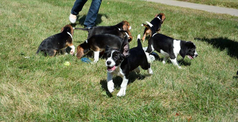 pups with mother