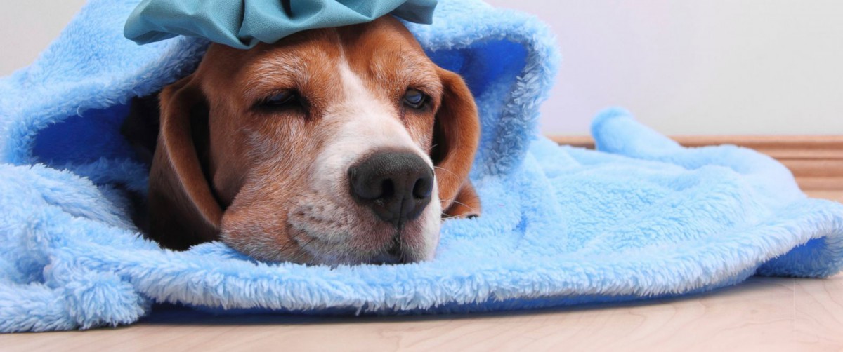 photo of a dog lying down because it feels under the weather