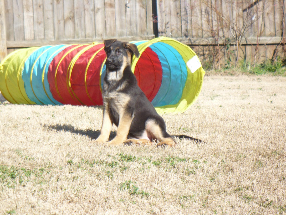 Photo of a young german shepherd dog